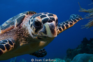 I`m watching you ! by Juan Cardona 